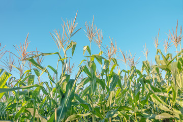 Corn in the field against blue sky on a sunny day