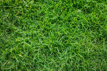 tropical palm leaf, nature green foliage background,   tropical leaves. 