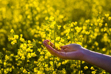 Female hands touching rape flowers.touch with nature,female hand touching yellow flowers,Woman agronomist walking the field of oilseed rape,concept of responsible growth and crop protection.