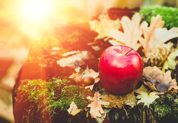 red apple on an old stump with moss leaves acorns © fotolesnik