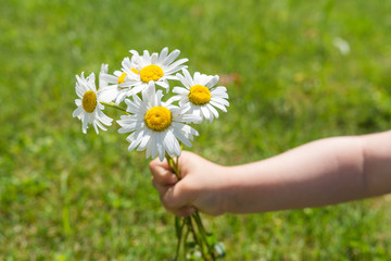 Kind hält Blumenstrauß in der Hand für Geschenk - Margeriten im Sommer