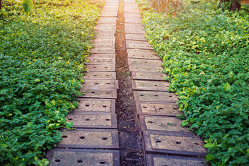 Walkway in the park, Stone Pathway in the Green Park,   Summer in the park.
