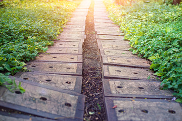 Walkway in the park, Stone Pathway in the Green Park,   Summer in the park.
