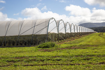 Blueberry farm, general view.