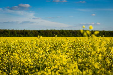 Obraz premium Rape meadow under blue sky,Golden rape field with cloudy sky,Yellow oilseed rape field,golden field of flowering rapeseed -brassica napus-plant for green energy and oil industry