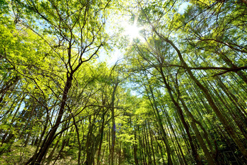 Young green forest in japanese spring