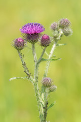 Colony on a thistle