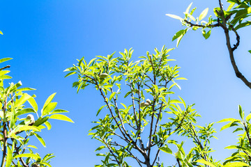 Green almond tree branch with fresh almonds shells in spring .