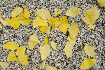 fallen leaves of Gingko biloba tree