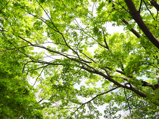 Fototapeta na wymiar Green maple tree branch patterns for natural background