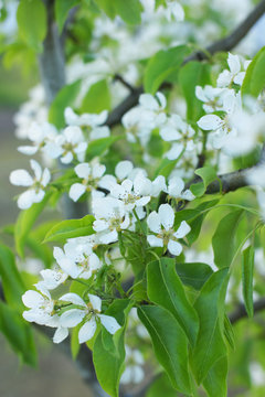 Blooming young pear