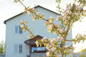 Blooming young apple tree on the background of the house