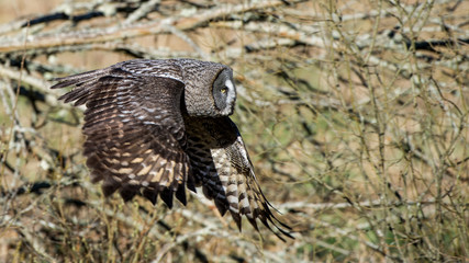 Great Grey Flying