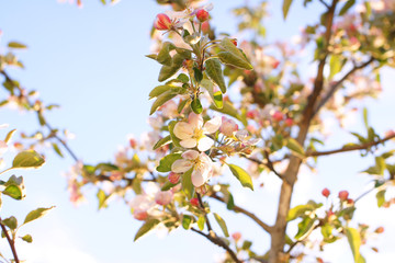 Blooming young apple tree