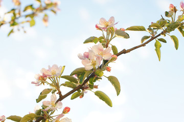Blooming young apple tree