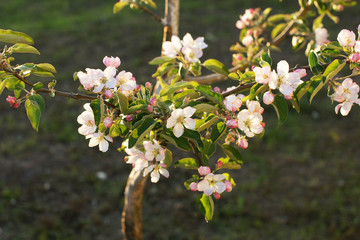 Blooming young apple tree