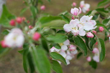 Blooming young apple tree