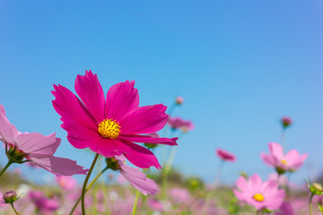 pink cosmos flower on blue sky background