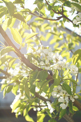 Blooming young pear