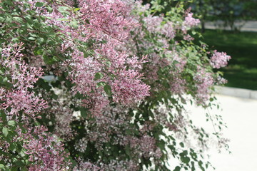 Purple Lilacs Blossoming in Xining Qinghai China Asia