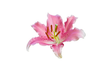 Obraz na płótnie Canvas isolated pink Lily flower on white background