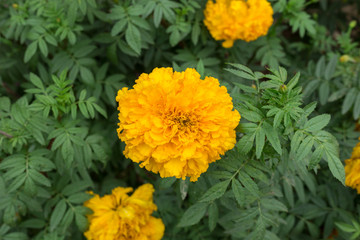 nature yellow marigolds on green leaves