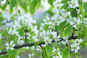 Blooming young pear