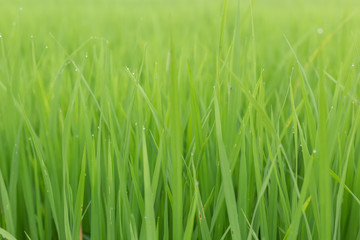 closeup on green crop leaves , green field background
