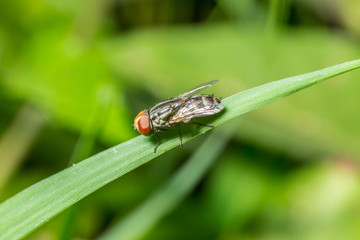fly on green leaf - natural insect image
