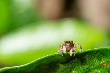 pretty jumping spider on leaf - natural wild insect