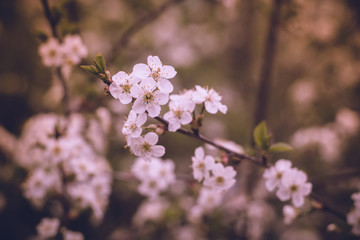 White Cherry Blooming Trees Retro