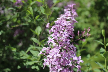 Purple Lilacs Blossoming in Xining Qinghai China Asia