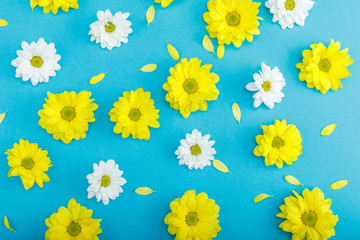 Top view of beautiful white and yellow flowers with petals isolated on blue