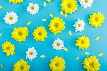 Obraz premium Top view of beautiful white and yellow flowers with petals isolated on blue