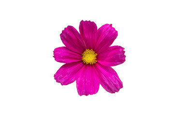 Obraz na płótnie Canvas isolated pretty pink cosmos flower on white background