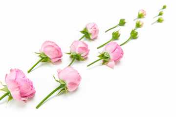 Close-up view of beautiful pink rose flowers and buds isolated on white