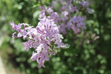 Purple Lilacs Blossoming in Xining Qinghai China Asia