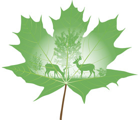 The deer drawn on a maple leaf
