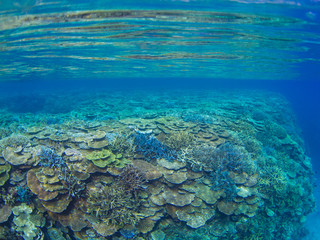 Fototapeta na wymiar サンゴ 