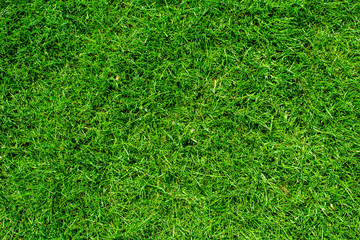 Natural green grass texture, top view of the lawn, golf green wallpaper