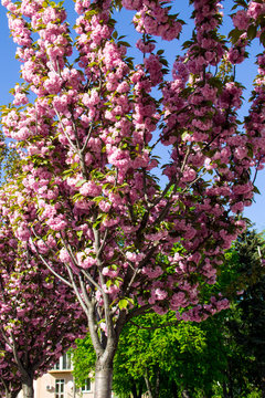Pink flowering sakura cherry trees in park