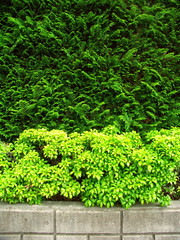 馬酔木のある生垣