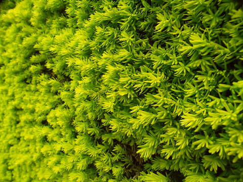 金芽伽羅木 Photos Royalty Free Images Graphics Vectors Videos Adobe Stock