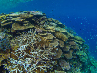 Fototapeta na wymiar サンゴ 