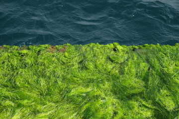 Always wet green algae growing at the waterfront