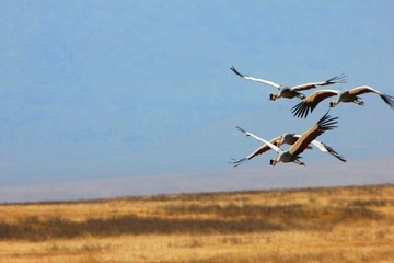 Kronenkraniche in Kenia