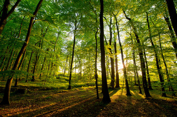 Abendlicht im Wald