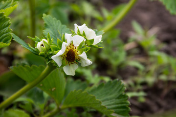 Blossoming bush of strawberry in garden on spring