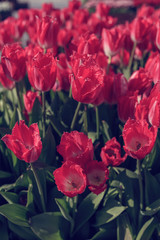 Beautiful tulips close up