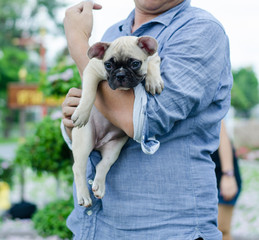 Male hand holding a french bulldog in a park, on green grass, autumn daytime.Cute blue french bulldog. Pure breed.Puppy French bulldog dog